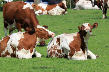 Cows enjoying the spring grass