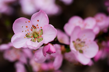 Fototapeta na wymiar Apple Blossoms