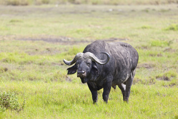 Cape Buffalo in Kenya