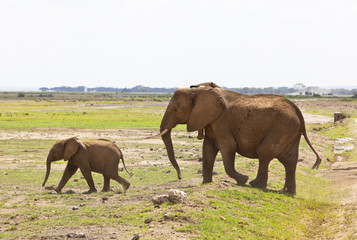 Fototapeta na wymiar Elephants in Kenya