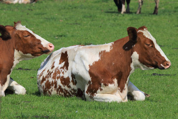 Fototapeta na wymiar Cows belonging to the herbivores