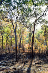 Fototapeta premium Trees in light