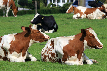 Young cows in the pasture