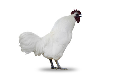 White chicken or rooster isolated on white background.