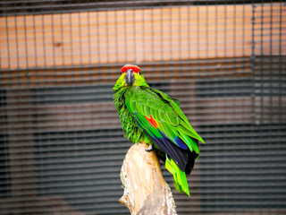 Perroquet © photoloulou91