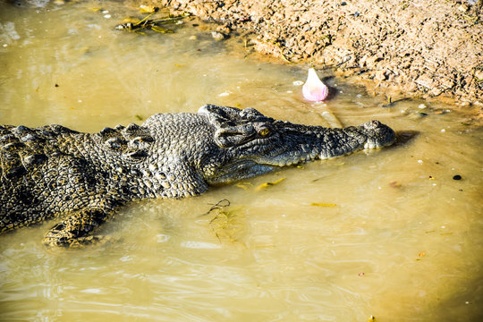 Crocodile