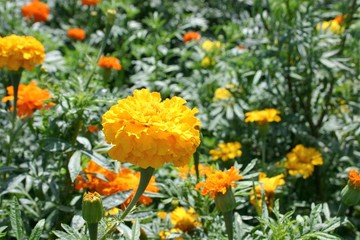 マリーゴールド