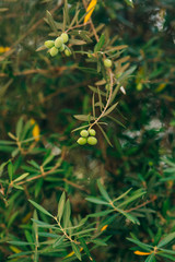 Olive branch with fruits. Olive groves and gardens in Montenegro.