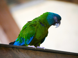 Perroquet © photoloulou91