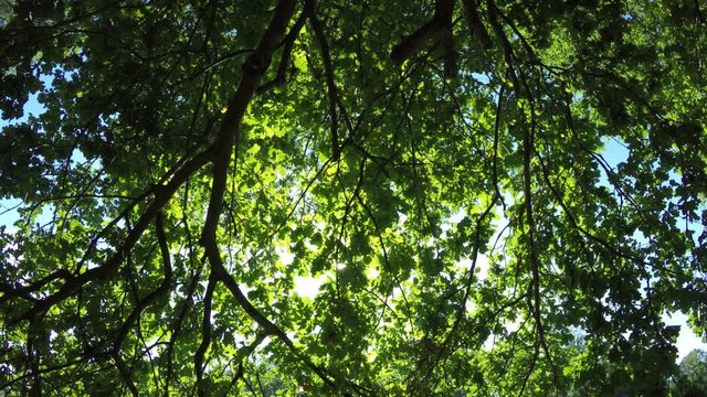 Green late summer tree low angle view with sunlight through branches in deciduous forest in the Czech Republic.