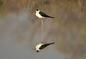 Reflection of Black winged stilt