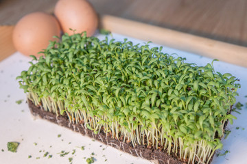 The easter cress with eggs background