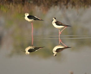 Obraz premium Reflection of Black winged stilt