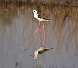 Reflection of Black winged stilt