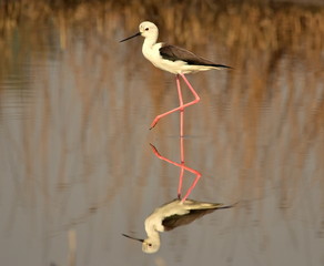 Reflection of Black winged stilt