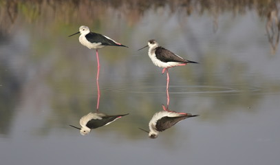 Reflection of Black winged stilt