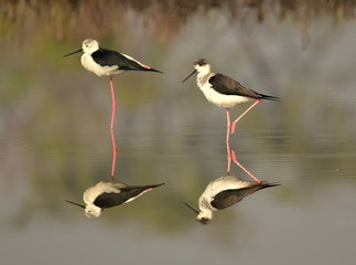 Reflection of Black winged stilt