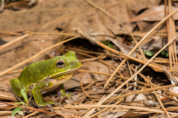Barking Tree Frog