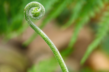 Soft shoots ferns Green  of  on a leaves background