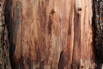 tree texture