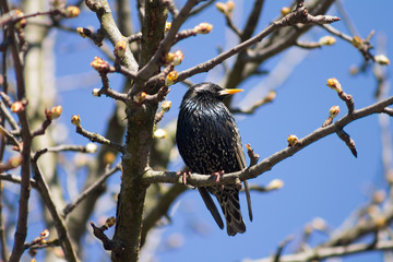 The bird is a Starling sings on the tree
