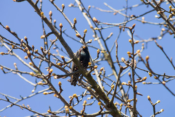 The bird is a Starling sings on the tree