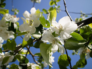 Baum  Blüte Obst