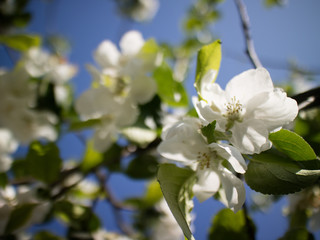 Baum  Blüte Obst
