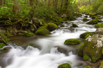 Roaring Forks Motor Trail Details in the Smoky Mountains