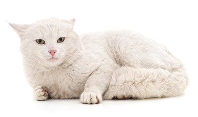 White cat.