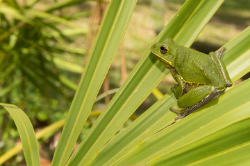 Barking Tree Frog