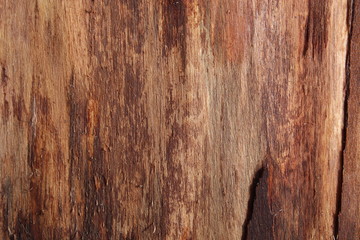 tree texture