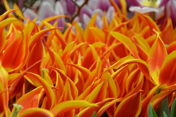 Bright beautiful flame flowers