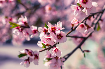 Fototapeta premium Sakura flowers or soft focus cherry blossom on nature background