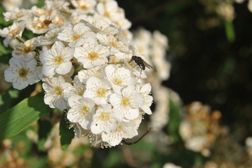 Mosca, inseto pousado num ramo de flores brancas de primavera
