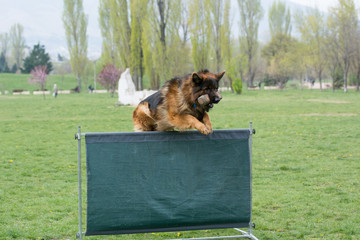 German Shepherd on agility competition, over the bar jump.