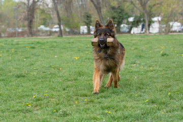 German Shepherd Running Through the Grass