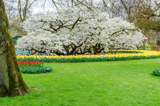 Yellow narcissus and blossom in Keukenhof spring garden from Netherlands.