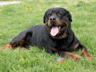 Fototapeta premium Head shot of Rottweiler