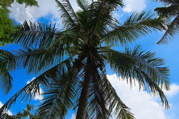Fototapeta na wymiar Coconut tree under the beautiful sky