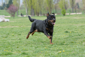 Rottweiler running on the grass