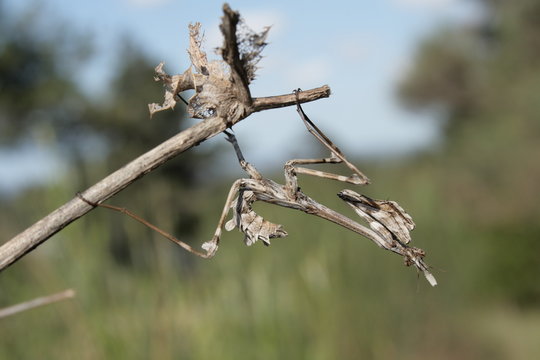 Diablotin ou empuse, Empusa pennata