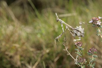 Diablotin ou empuse, Empusa pennata