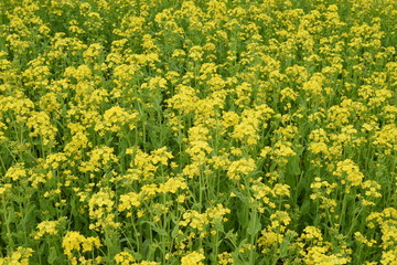 Fototapeta premium 菜の花