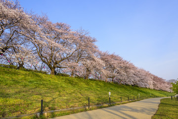 朝の桜並木