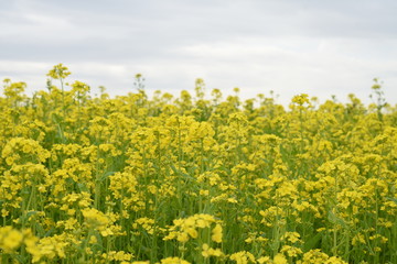 Obraz premium 菜の花