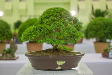 Bonsai tree Bonsai Exhibition