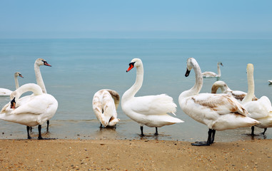 Swans walk along the seashore
