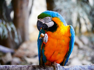 Perroquet © photoloulou91