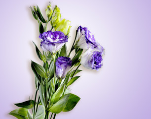 Bouquet of Eustoma flowers isolated on a tender lilac background